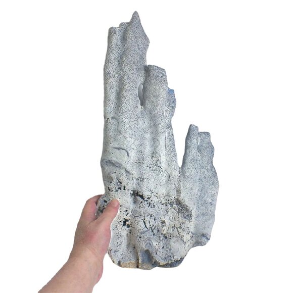 Massive Rare Blue Ridge Coral Specimen Heliopora Coerulea - Picture 1 of 9